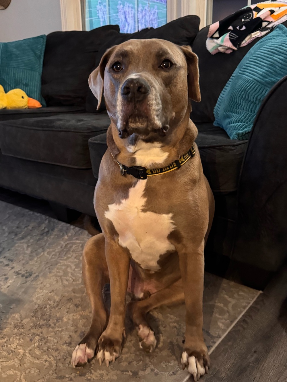 Meet your Posher, Robin